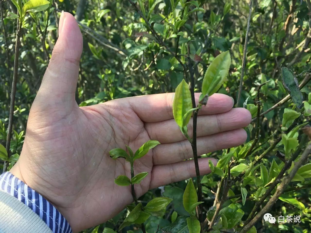 野茶和富硒的区别