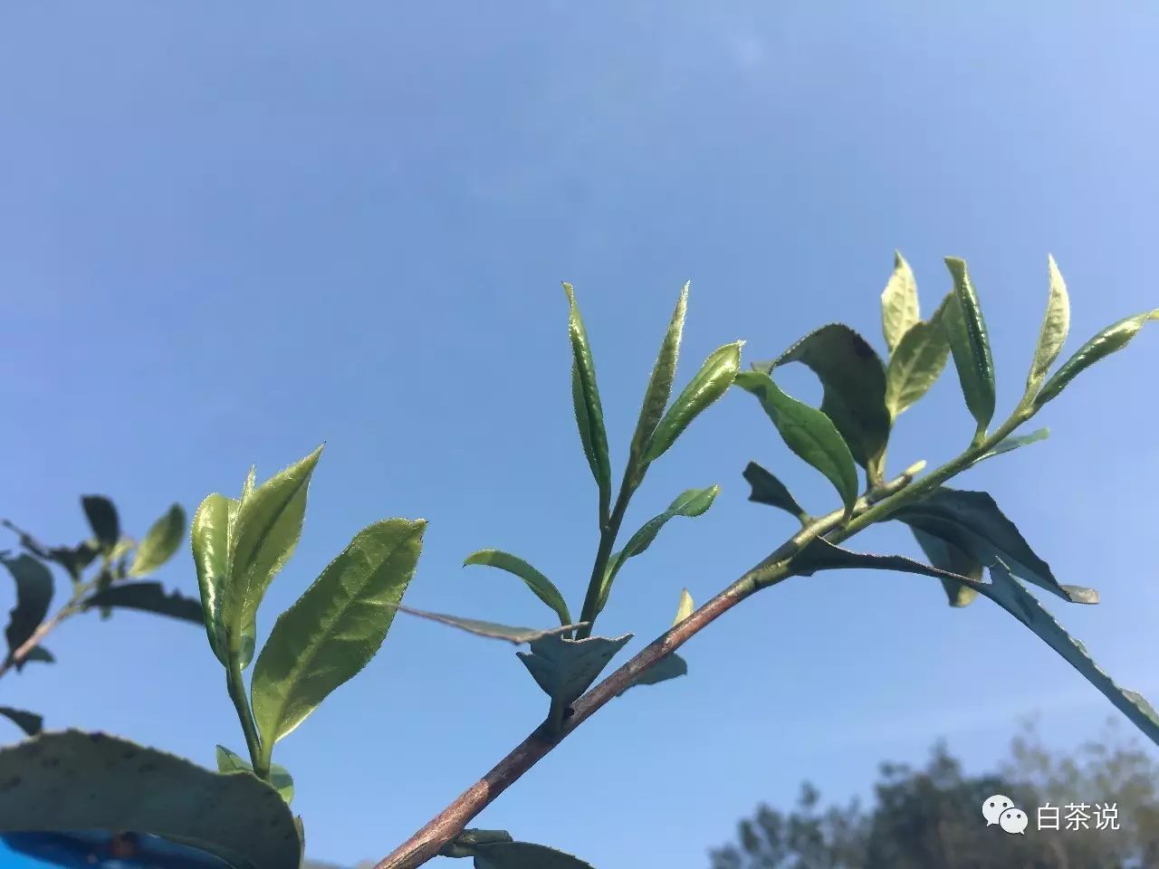 野茶和富硒的区别