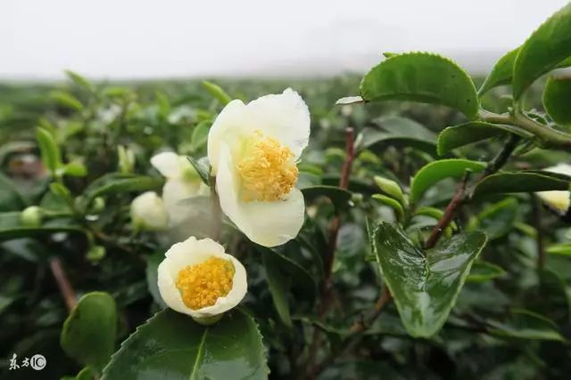 野茶和富硒的区别