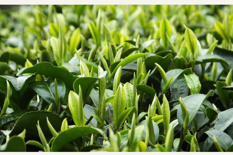 紫阳县闽秦富硒茶