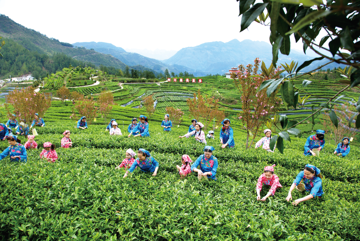 万源富硒茶的优势