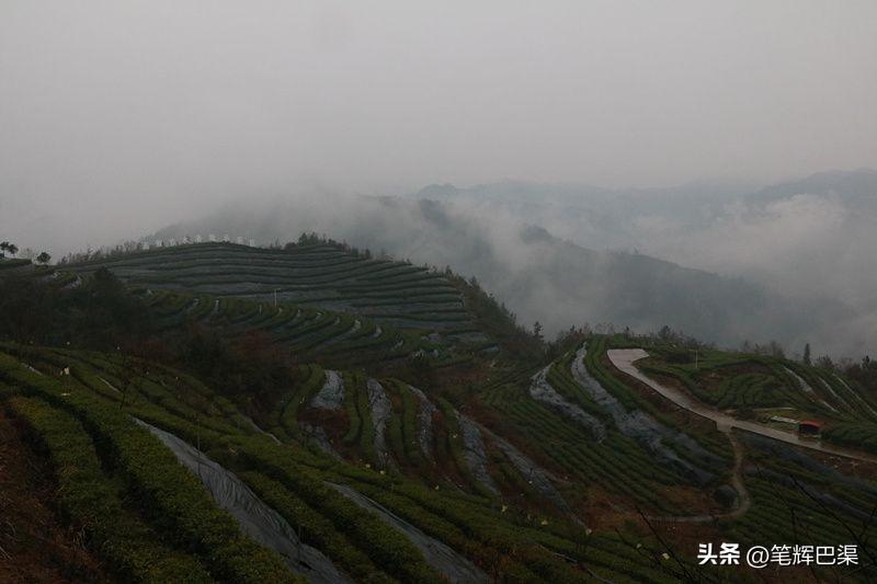 万源富硒茶哪里买