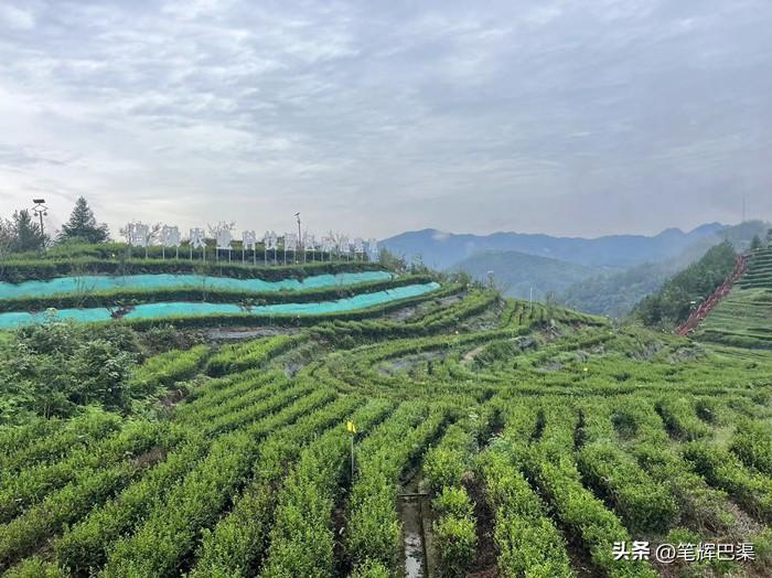万源富硒茶哪里买