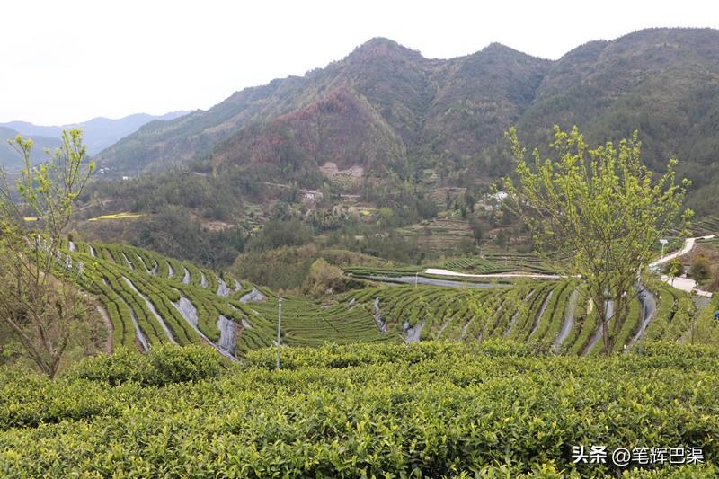 万源富硒茶哪里买