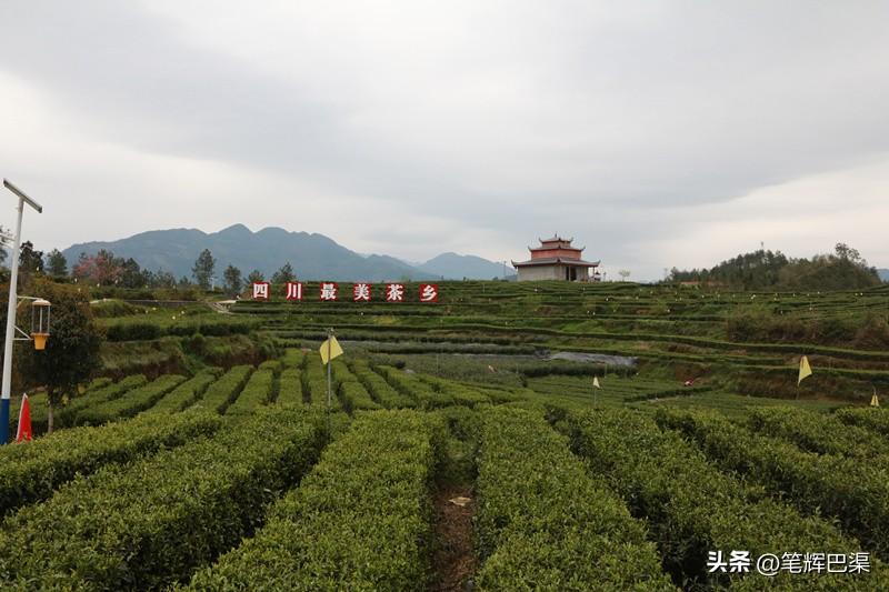 万源富硒茶哪里买