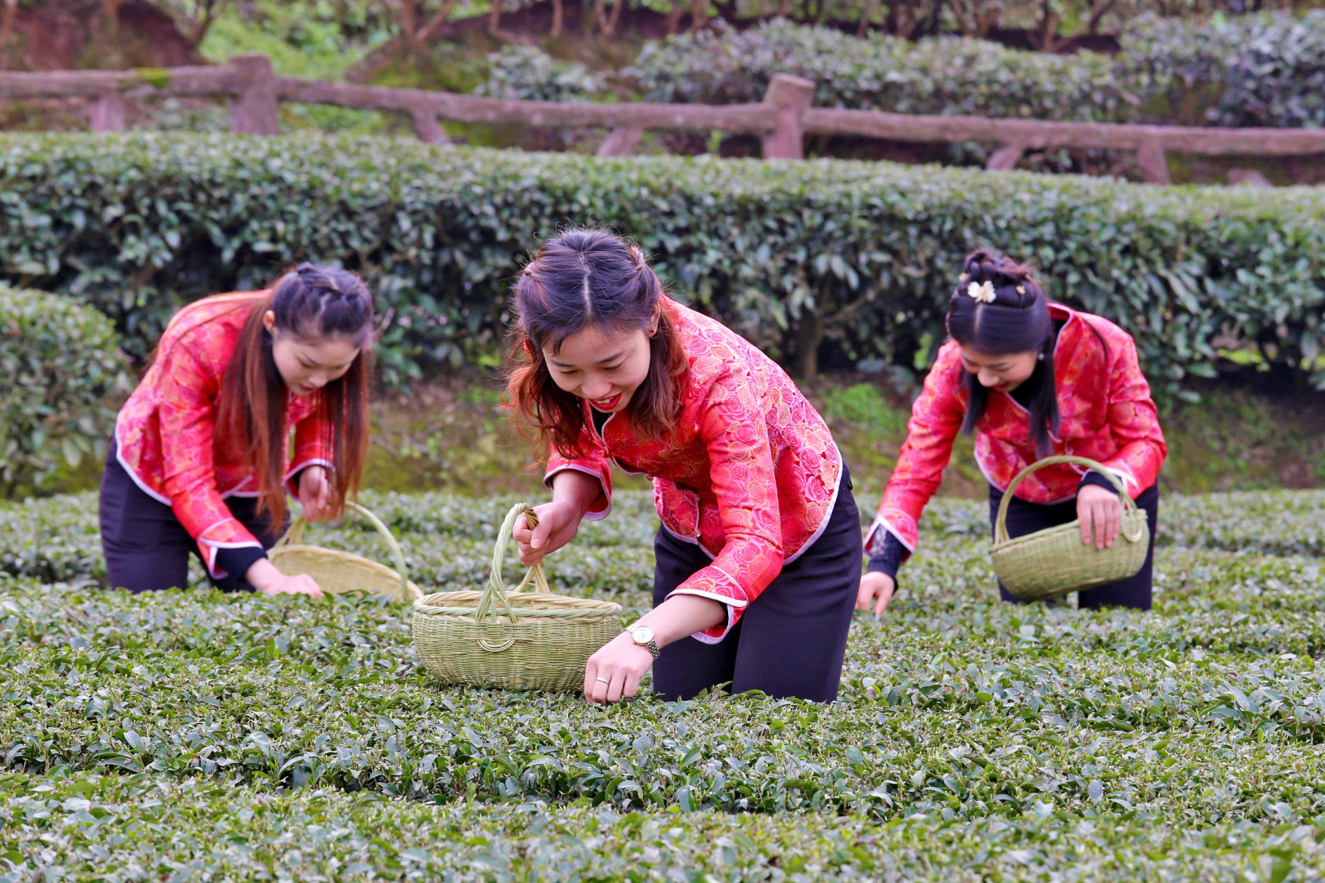 富硒八仙茶价格6