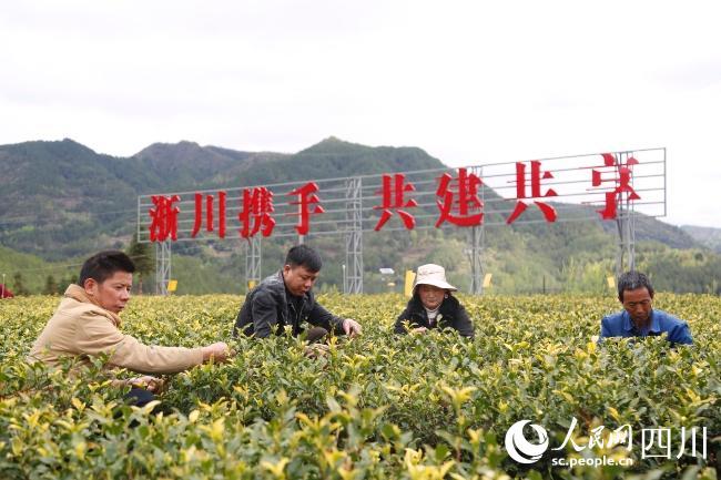 万源富硒茶哪里买