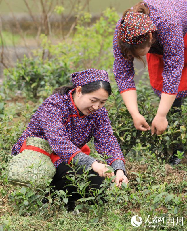 万源富硒茶哪里买