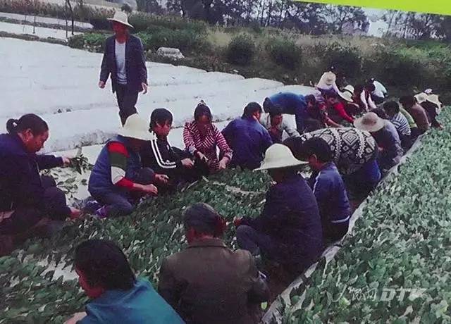 千亩富硒金茶基地