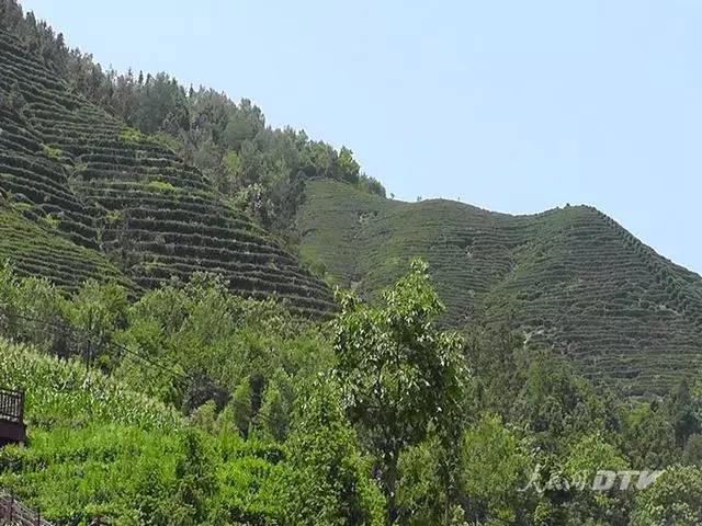 千亩富硒金茶基地