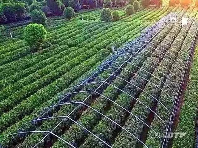 千亩富硒金茶基地