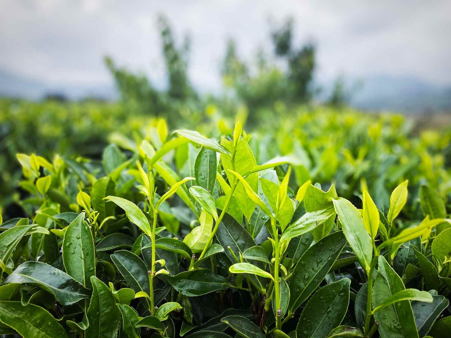 富硒八仙茶生产商
