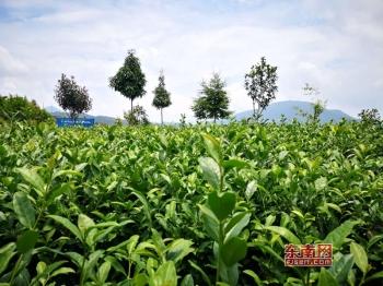 富硒八仙茶供应商