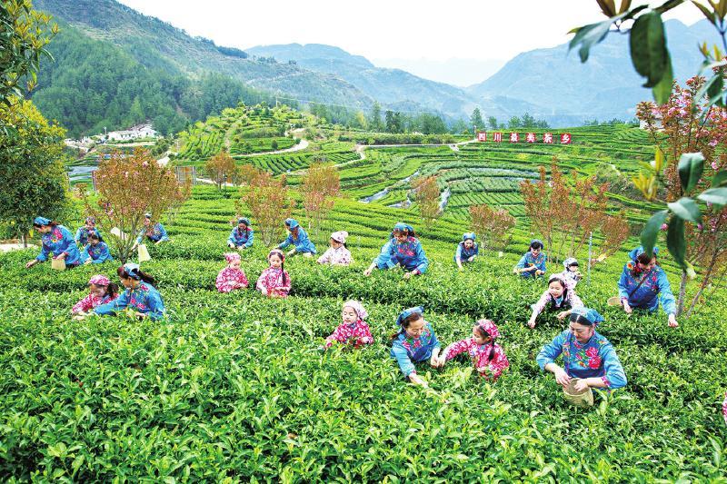 万源富硒茶原产地