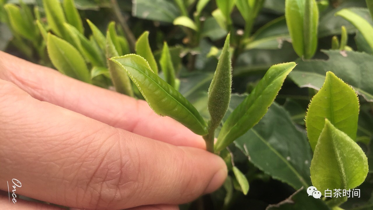 富硒茶供销合作社
