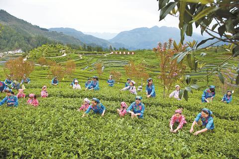 万源是富硒茶基地