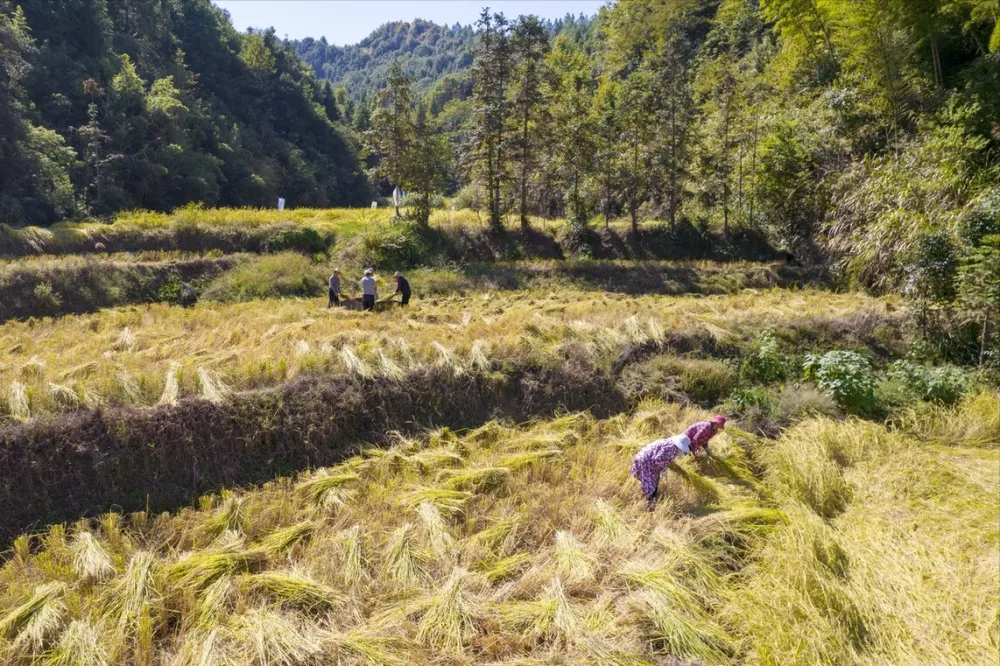 大米盘锦富硒大米