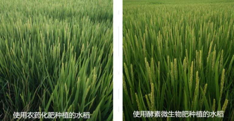 酵素大米富硒大米
