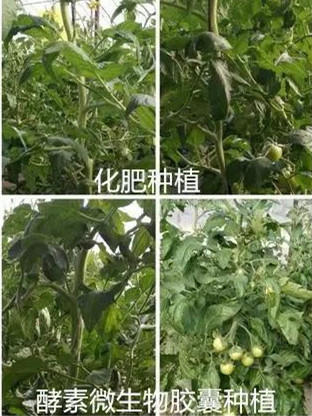 酵素大米富硒大米