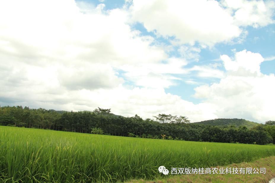 富硒大米是打硒吗