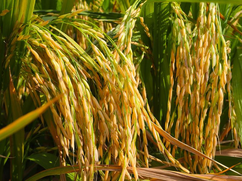 富硒大米种植问题