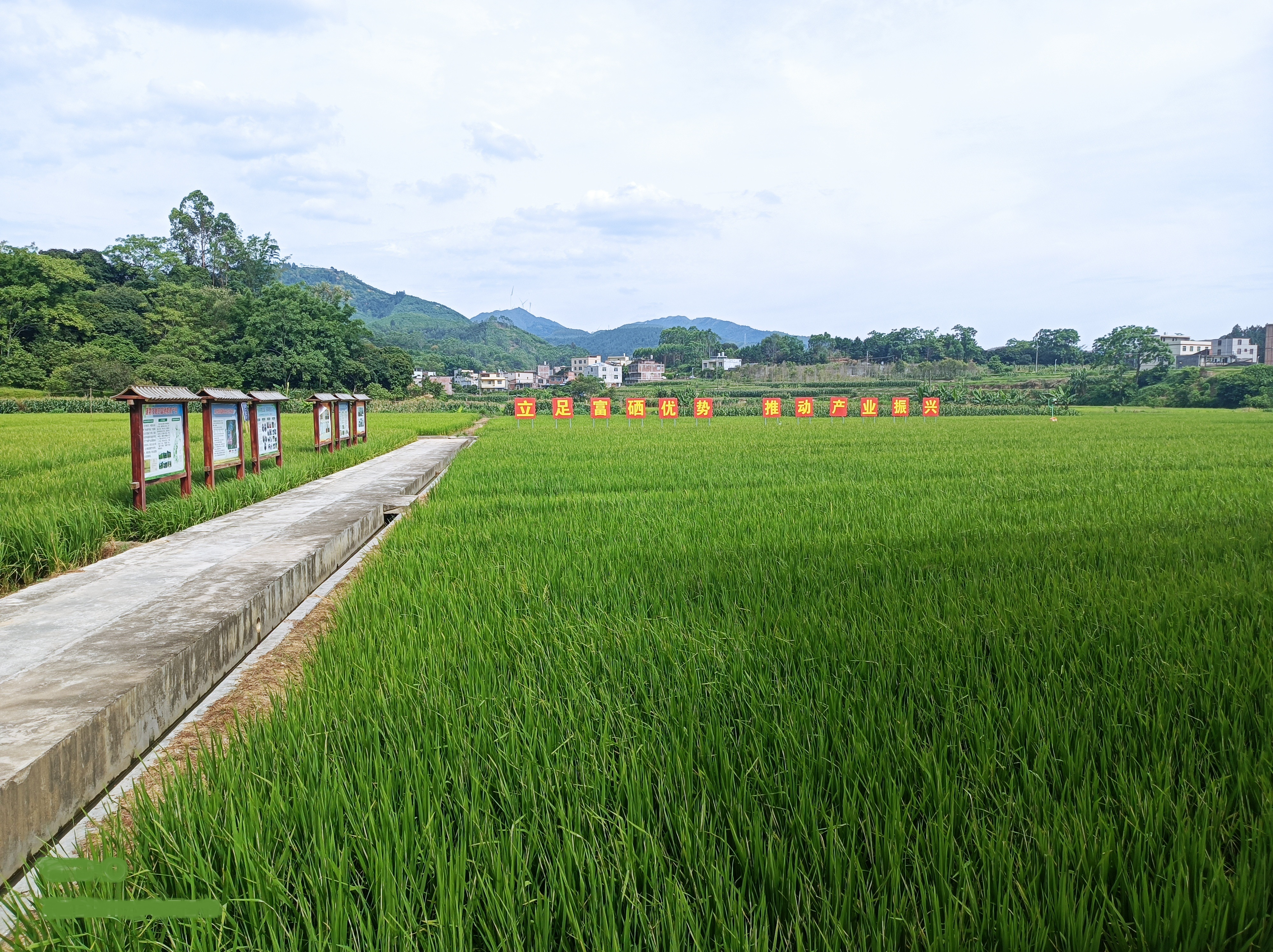 富硒大米种植合同