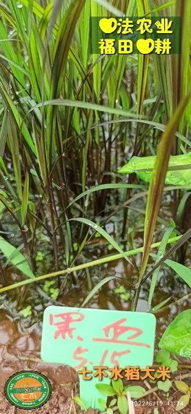预定有礼-订购大米送生姜。2022年秋收浙江仙居新米⑤红籼米④黑米⑨勇优12粳米⑥糯米⑩香米华优18籼米 ⑾嘉丰优2号籼米
