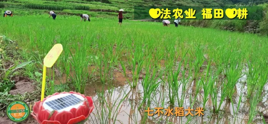 预定有礼-订购大米送生姜。2022年秋收浙江仙居新米⑤红籼米④黑米⑨勇优12粳米⑥糯米⑩香米华优18籼米 ⑾嘉丰优2号籼米