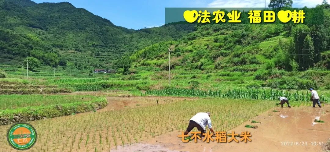 预定有礼-订购大米送生姜。2022年秋收浙江仙居新米⑤红籼米④黑米⑨勇优12粳米⑥糯米⑩香米华优18籼米 ⑾嘉丰优2号籼米