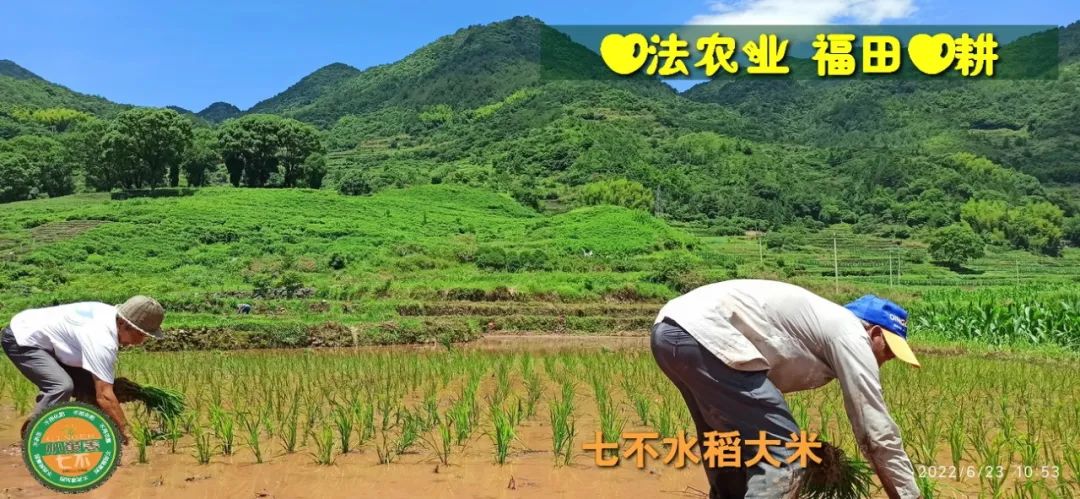 预定有礼-订购大米送生姜。2022年秋收浙江仙居新米⑤红籼米④黑米⑨勇优12粳米⑥糯米⑩香米华优18籼米 ⑾嘉丰优2号籼米