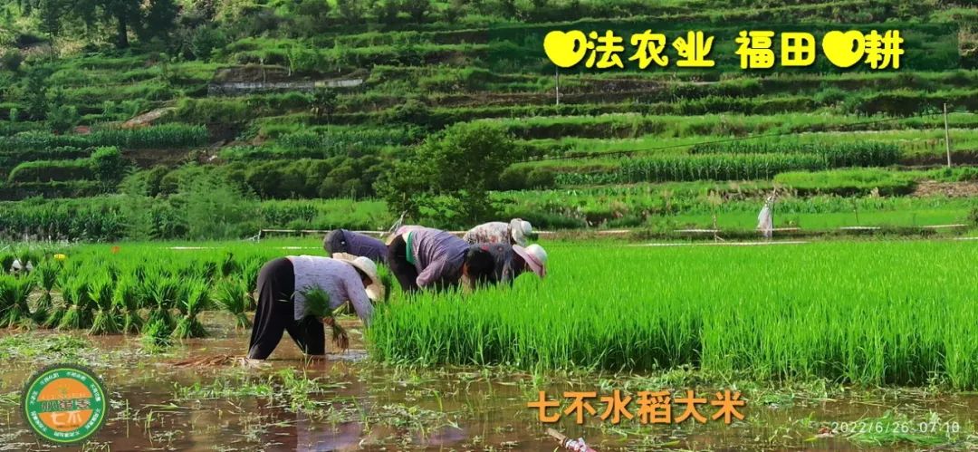 预定有礼-订购大米送生姜。2022年秋收浙江仙居新米⑤红籼米④黑米⑨勇优12粳米⑥糯米⑩香米华优18籼米 ⑾嘉丰优2号籼米