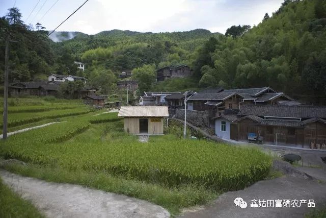 福建连城富硒大米
