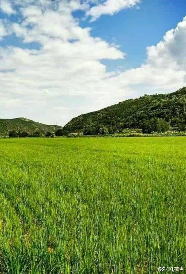 富硒大米种植时间