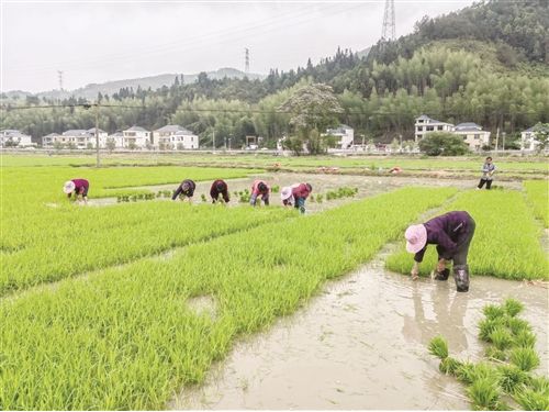 生产富硒大米肥料