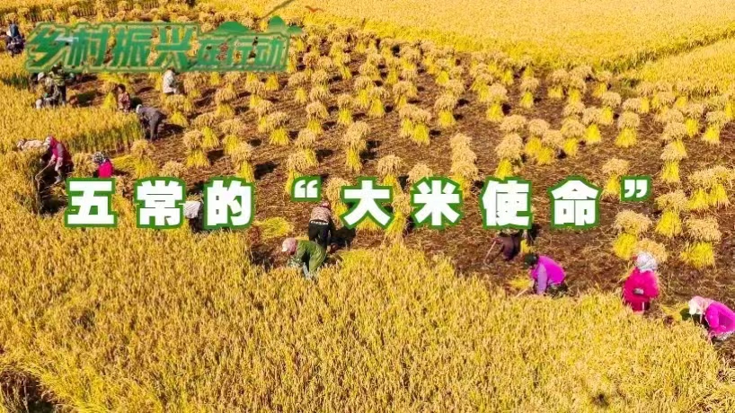 富硒大米没有香味