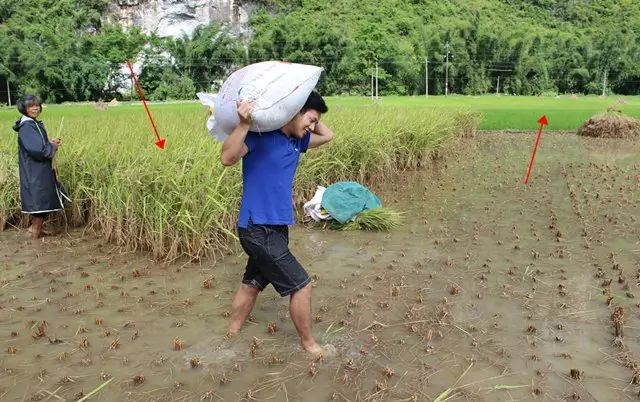 富硒大米相关资料