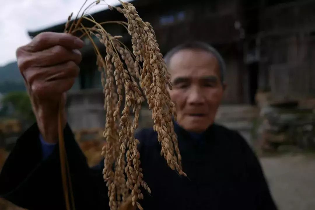 辽宁柳河富硒大米