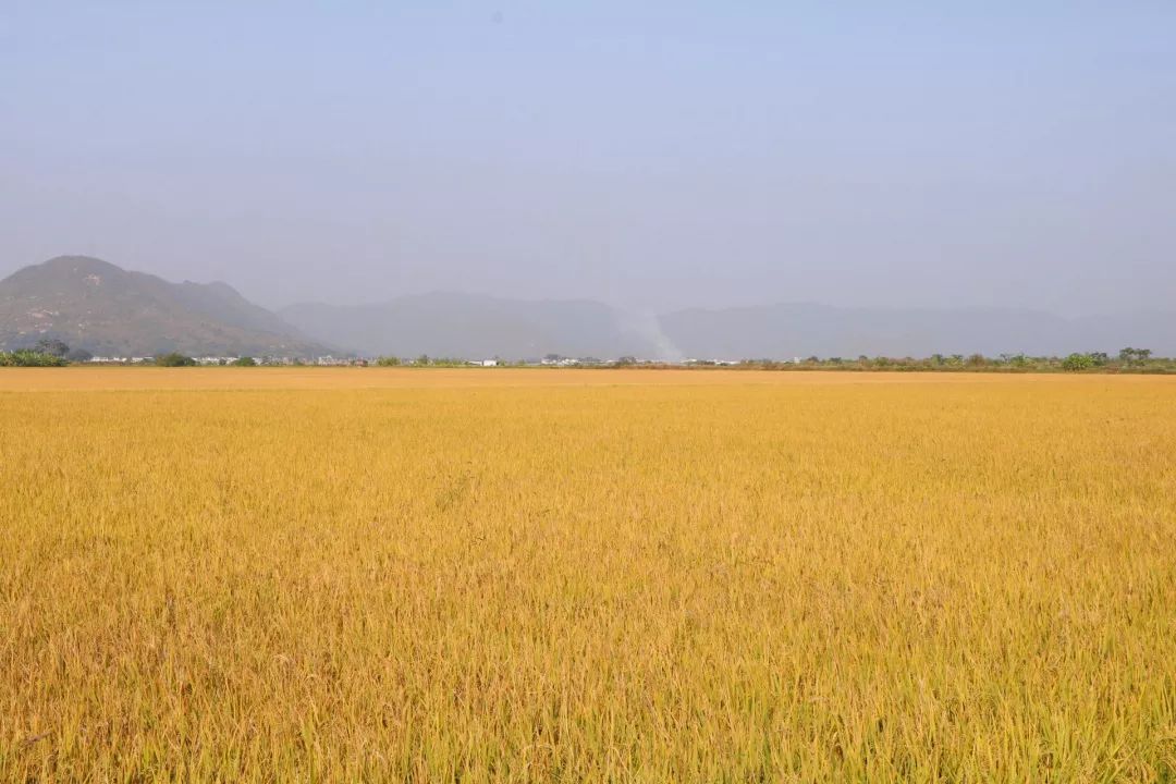辽宁柳河富硒大米