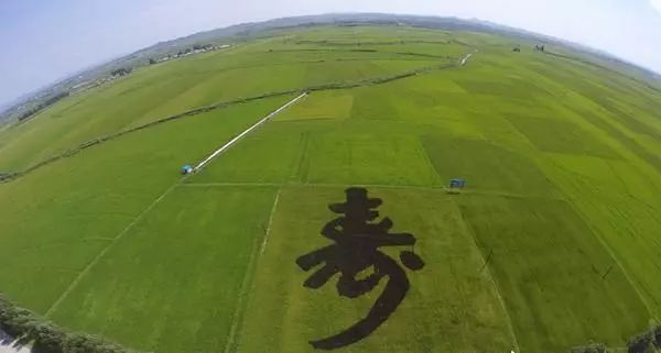 辽宁柳河富硒大米