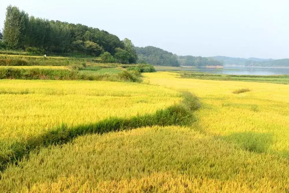 辽宁柳河富硒大米