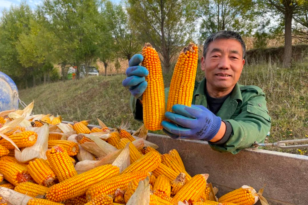 宝清富硒大米销售