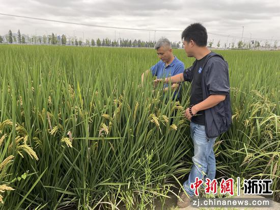 宁波有机富硒大米