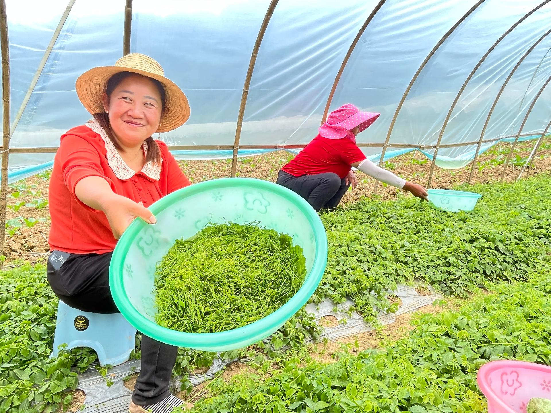 富硒大米种植方案
