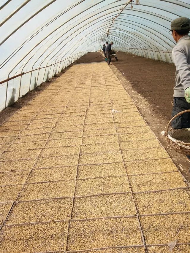 杭州有机富硒大米