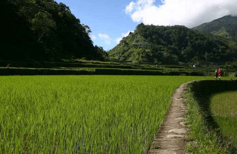 湖北富硒大米之乡