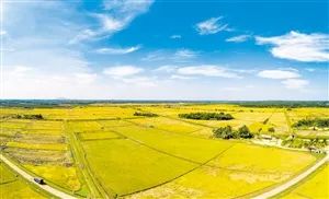 富硒大米加工基地
