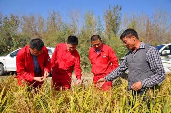 品质上乘富硒大米