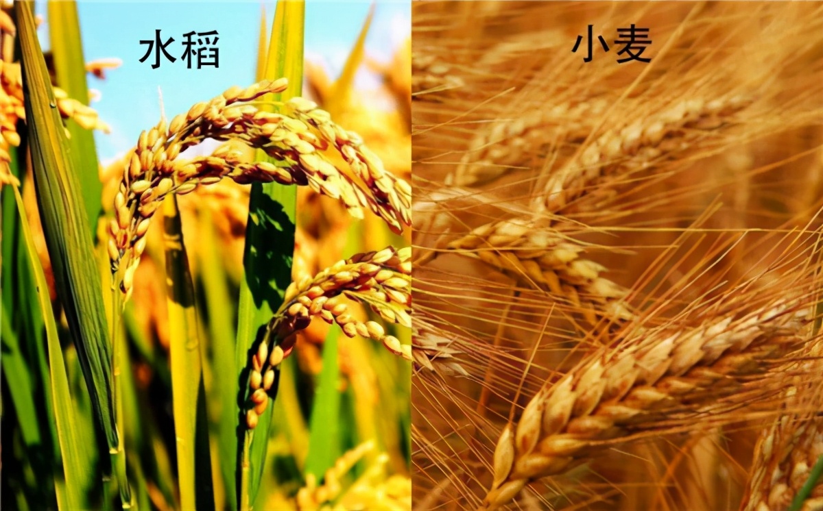富硒大米种植特点