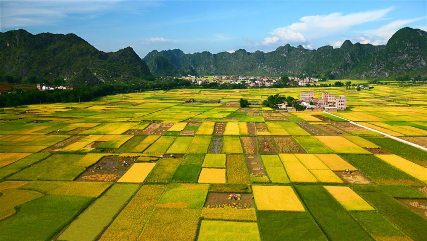 富硒大米种植特点