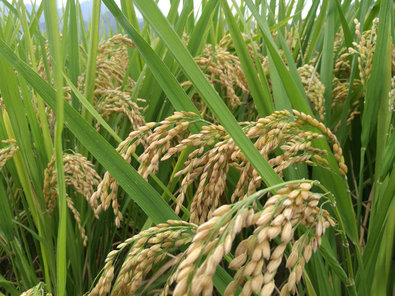 富硒大米生产厂商